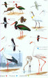 Field Guide to birds of Armenia - Martin S. Adamian 1997