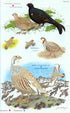 Field Guide to birds of Armenia - Martin S. Adamian 1997