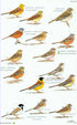 Field Guide to birds of Armenia - Martin S. Adamian 1997