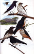 Starlings and Mynas - Feare,C. 1998