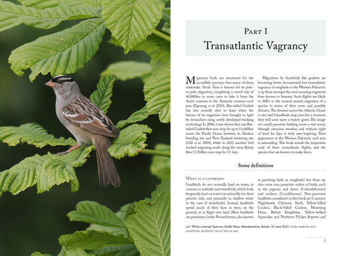 North American Landbirds in the Western Palearctic, Ross Ahmed, 2026