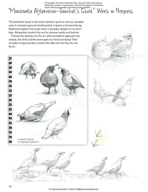 Drawing Nature, Feltner, L. 2024