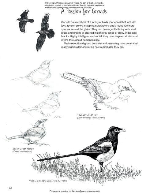 Drawing Nature, Feltner, L. 2024