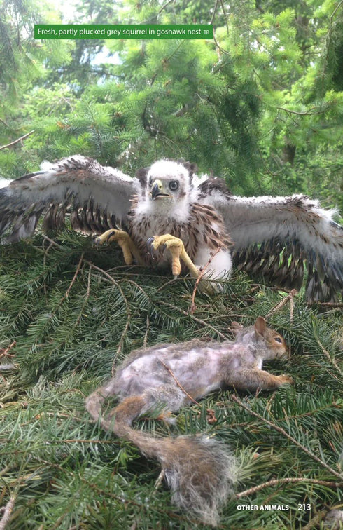 Raptor Prey Remains. A Guide to Identifying What’s Been Eaten by A Bird of Prey - Ed Drewitt 2020