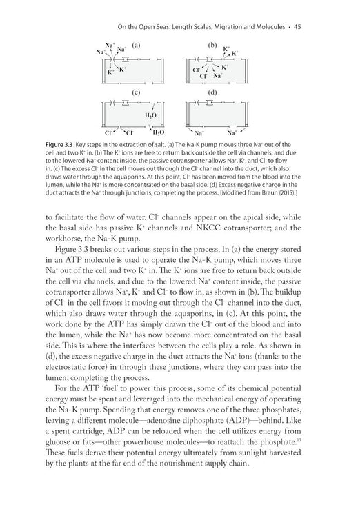 The Physics of Birds and Birding The Sounds, Colors and Movements of Birds, and Our Tools for Watching Them ByMichael Hurben, 2025