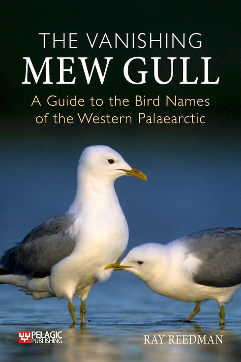 Vanishing Mew Gull - Reedman, R. 2024