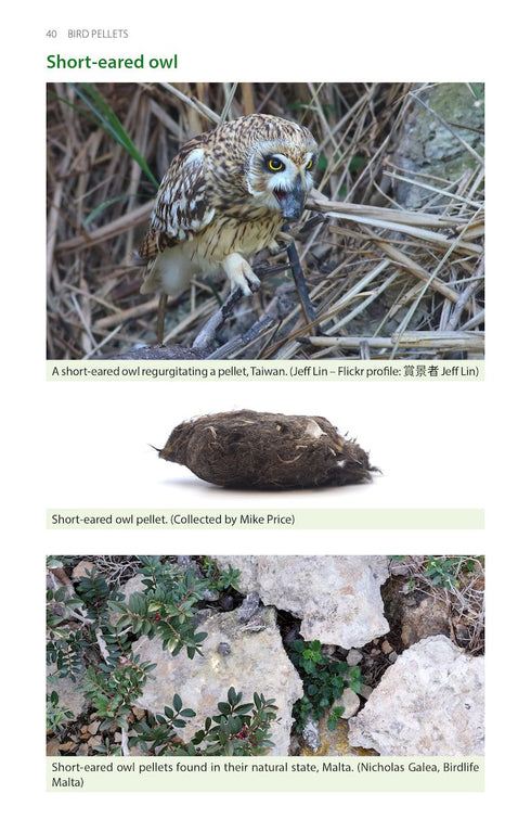 Bird pellets, complete photographic guide - Drewitt 2024
