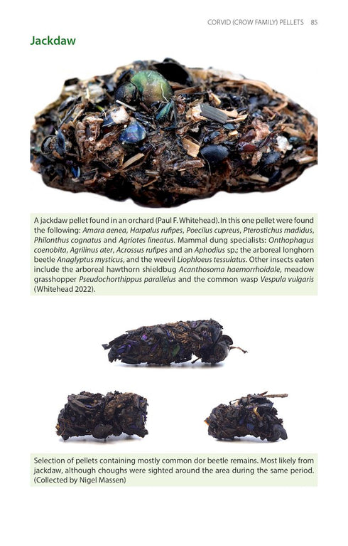 Bird pellets, complete photographic guide - Drewitt 2024