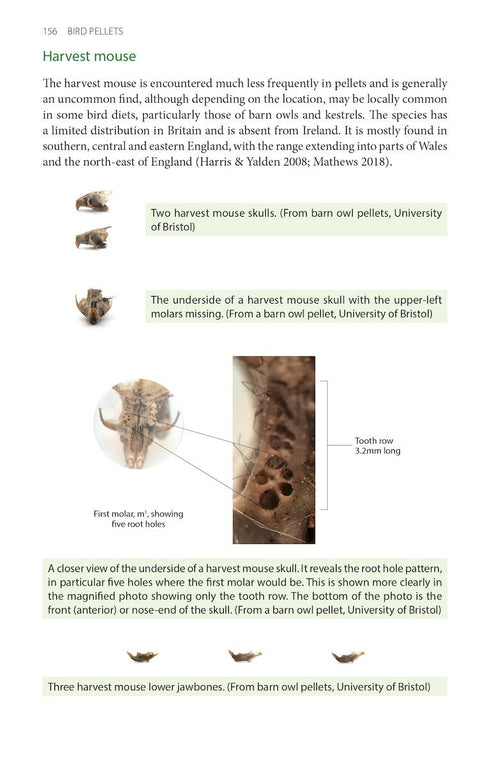 Bird pellets, complete photographic guide - Drewitt 2024