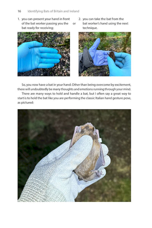 Identifying Bats of Britain and Ireland A Field Worker’s Guide ByJames Shipman, 2025