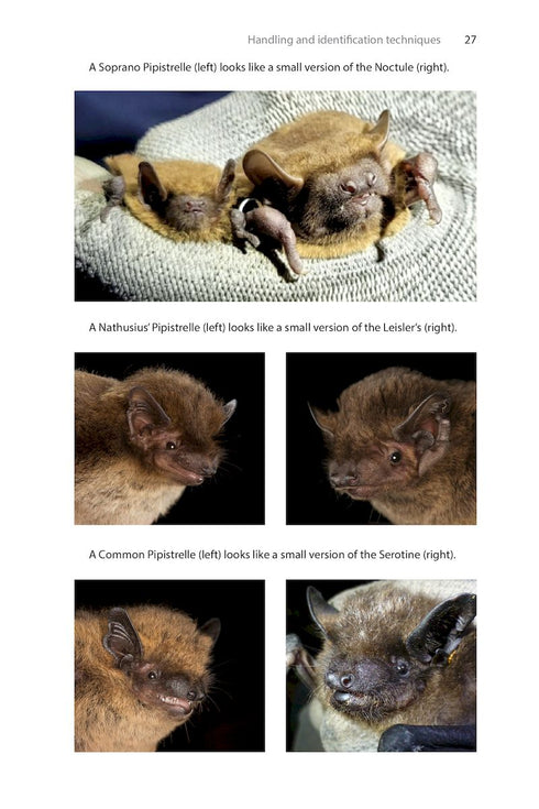 Identifying Bats of Britain and Ireland A Field Worker’s Guide ByJames Shipman, 2025