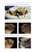 Identifying Bats of Britain and Ireland A Field Worker’s Guide ByJames Shipman, 2025