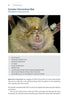 Identifying Bats of Britain and Ireland A Field Worker’s Guide ByJames Shipman, 2025