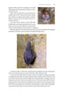 Identifying Bats of Britain and Ireland A Field Worker’s Guide ByJames Shipman, 2025