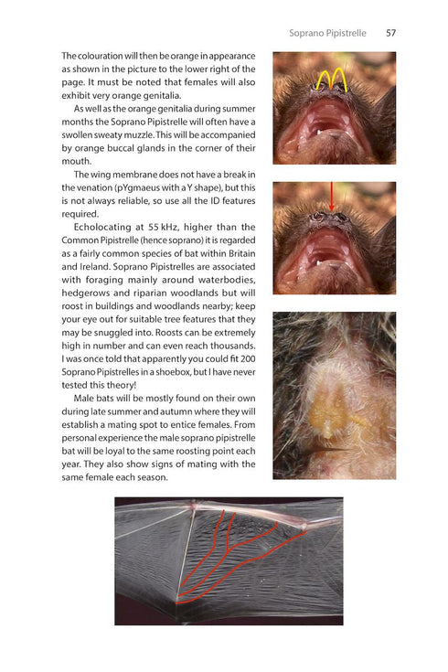 Identifying Bats of Britain and Ireland A Field Worker’s Guide ByJames Shipman, 2025