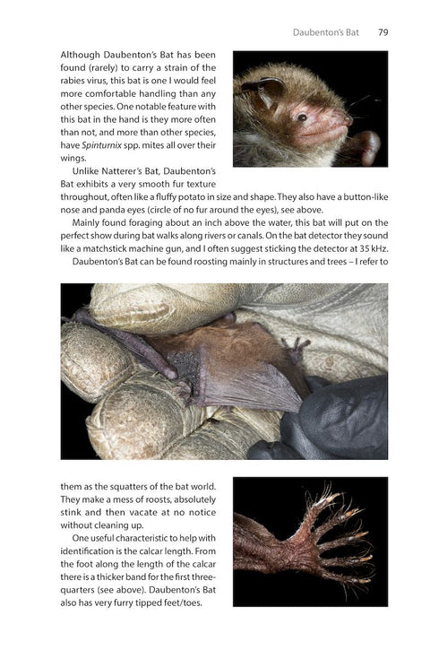 Identifying Bats of Britain and Ireland A Field Worker’s Guide ByJames Shipman, 2025