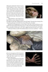 Identifying Bats of Britain and Ireland A Field Worker’s Guide ByJames Shipman, 2025