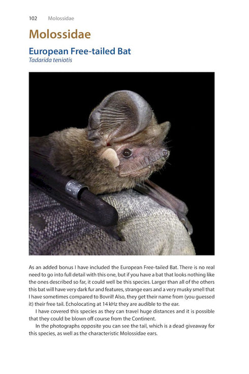 Identifying Bats of Britain and Ireland A Field Worker’s Guide ByJames Shipman, 2025