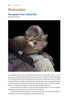 Identifying Bats of Britain and Ireland A Field Worker’s Guide ByJames Shipman, 2025