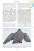 Birdwatcher's guide to Norway, 2nd Ed - Tveit 2024 - Norjan lintupaikka-opas