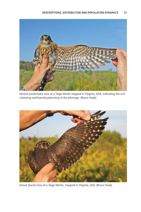 The Merlin The Ecology of a Magical Raptor ByFrank Rennie, 2025