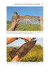 The Merlin The Ecology of a Magical Raptor ByFrank Rennie, 2025