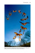 Insect Flight An Insect-Eye View of Flight Behaviour in the Wild By John H. Brackenbury, 2026