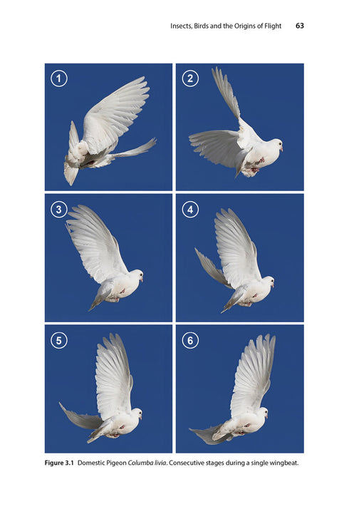 Insect Flight An Insect-Eye View of Flight Behaviour in the Wild By John H. Brackenbury, 2026