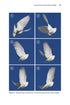 Insect Flight An Insect-Eye View of Flight Behaviour in the Wild By John H. Brackenbury, 2026