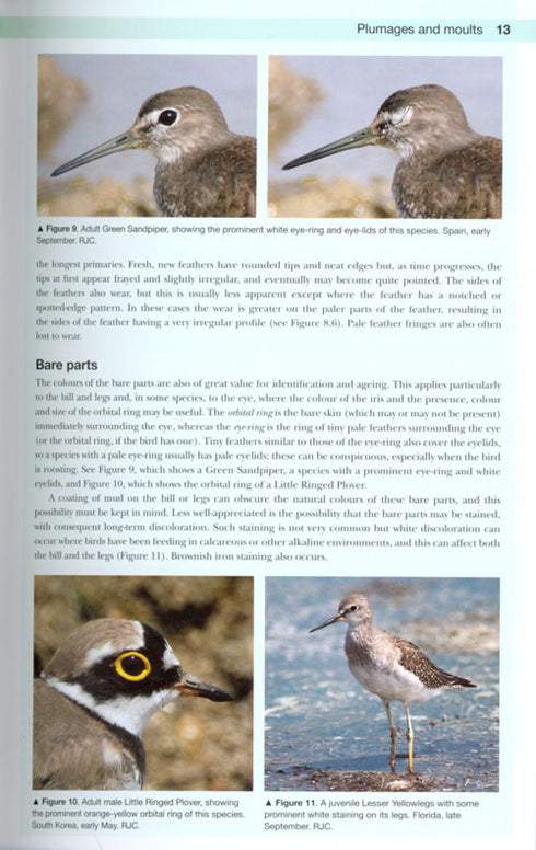 Shorebirds of the Northern Hemisphere - kahlaajaopas -Chandler, R. 2009