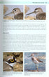 Shorebirds of the Northern Hemisphere - kahlaajaopas -Chandler, R. 2009