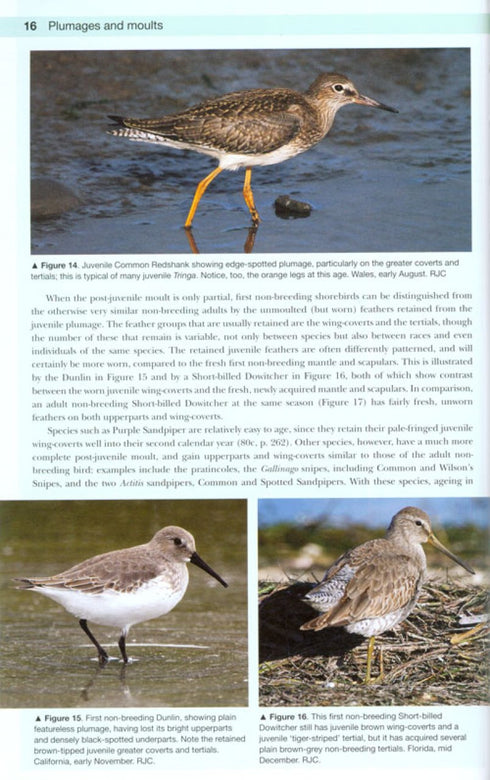 Shorebirds of the Northern Hemisphere - kahlaajaopas -Chandler, R. 2009