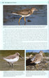 Shorebirds of the Northern Hemisphere - kahlaajaopas -Chandler, R. 2009