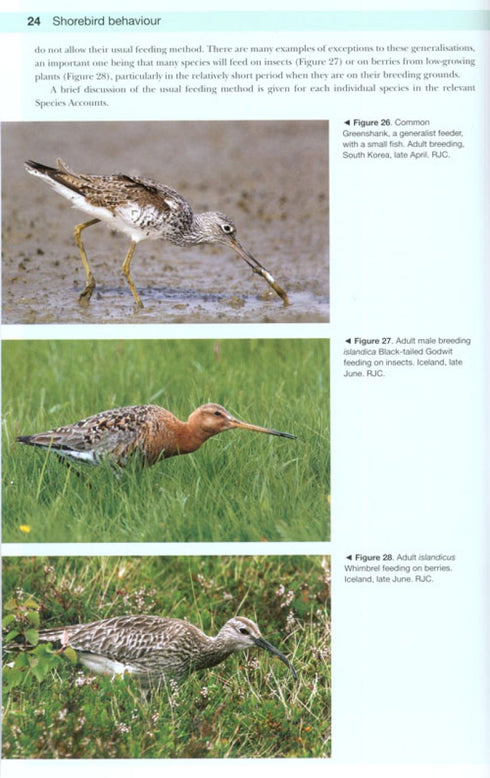 Shorebirds of the Northern Hemisphere - kahlaajaopas -Chandler, R. 2009