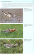 Shorebirds of the Northern Hemisphere - kahlaajaopas -Chandler, R. 2009