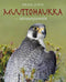 Muuttohaukka - taivaanjumala - Jorma Luhta 2007