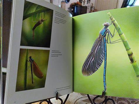 Neidonkorennot - Demoiselle Damselflies (Karjalainen 2013)