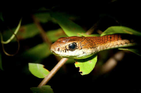 A Photographic Guide to Snakes & Other Reptiles of Borneo (Das) 2006
