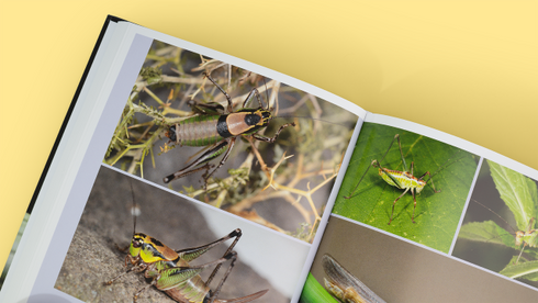Grasshoppers, Locusts, and Crickets of the World – Husemann, M. ja Hawlitschek, O. 2026