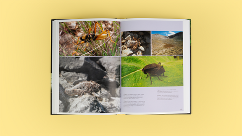 Grasshoppers, Locusts, and Crickets of the World – Husemann, M. ja Hawlitschek, O. 2026