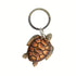 Avaimenperä merikilpikonna