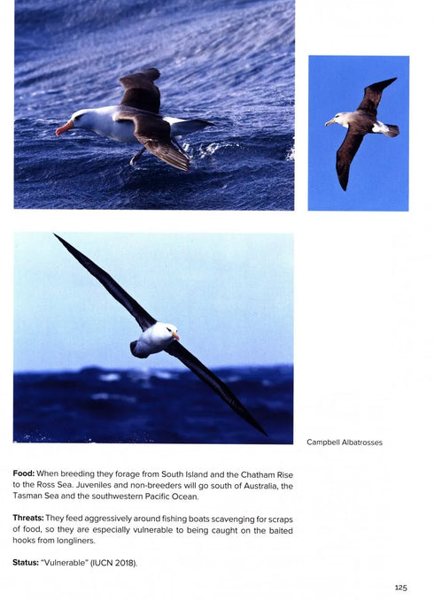 Around the World for Albatrosses: Where to See All the Albatross Species - Otto Plantema 2019