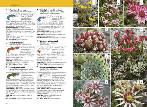 Alpine Flowers, the Complete Field Guide - Norbert Griel -2025