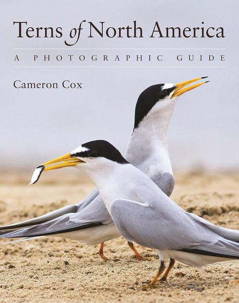 Terns of North America A Photographic Guide - Cameron Cox 2023