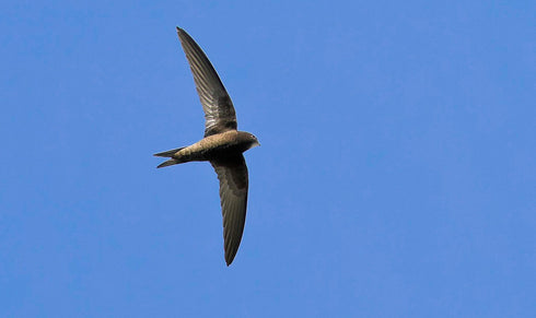 Tervapääskyn pönttö - lentoaukko alhaalla