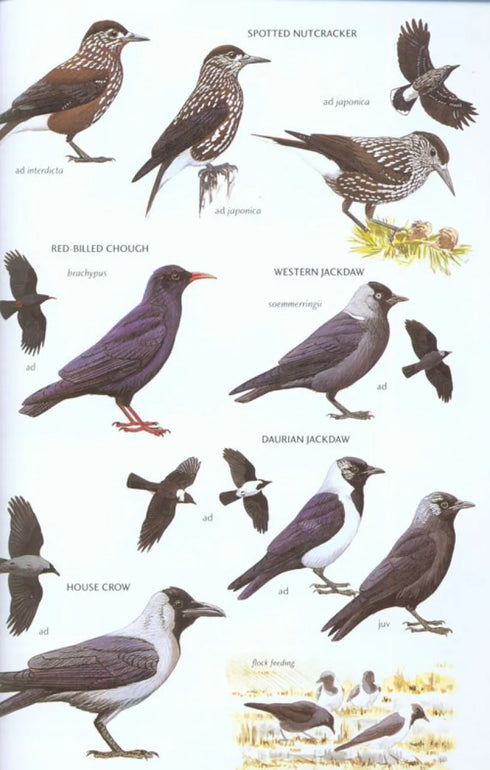 Birds of East Asia - Brazil, M. 2009