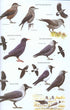 Birds of East Asia - Brazil, M. 2009
