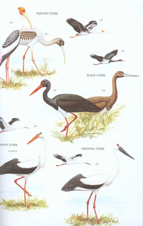 Birds of East Asia - Brazil, M. 2009