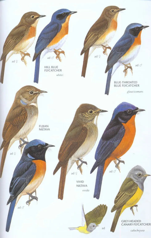 Birds of East Asia - Brazil, M. 2009