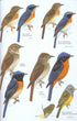 Birds of East Asia - Brazil, M. 2009